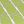 Maxfield Leaf