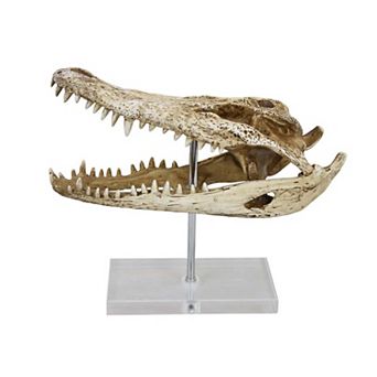 Crocodile Head Accent Decor, Bone White, Brown Resin, Acrylic 13 Inch