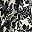 Ivory Tropic Palms