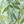 Aqua Lime Pop Palm