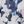 Navy Dye Bouquet