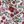 Cream Josie Fleurs