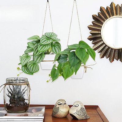 monstera deliciosa variegata warum so teuer Monstera Deliciosa Variegata – Foliage Dreams main image 0