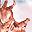 Pink Horse