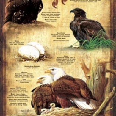 Life Cycle of the Bald Eagle 500 piece Jigsaw Puzzle