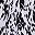 White Leopard