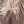 Brown Palm Fade