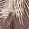 Brown Palm Fade