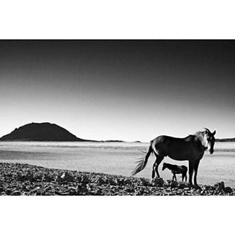 Foal - Fine Art Canvas Print by David Ballam