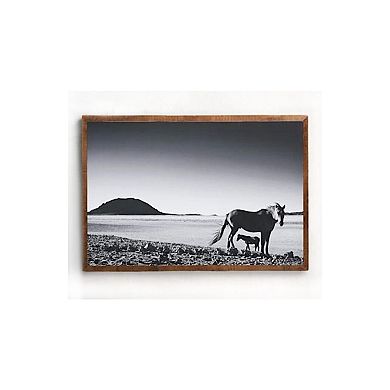 Foal - Fine Art Canvas Print by David Ballam