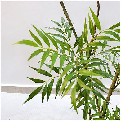 6 FT Artificial Mahonia Fortunei Tree,Realistic Fake Umbrella Plants in Pot