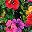 Assortedcolors