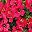Rosered