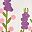 White Lavender
