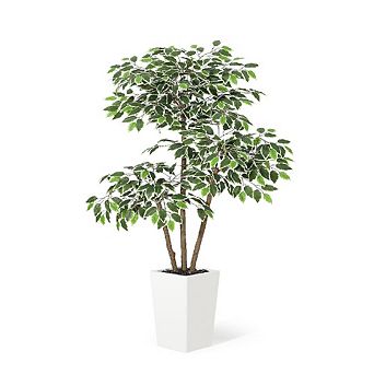 Artificial Ficus Tree in White Tall Planter, 3 Trunks & White-Edged Leaves for Home & Garden