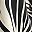 Black Botanic Zebra