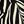 Black Botanic Zebra