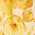 Ivory Gold Yellow