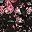 Black Floral