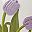 Purple Tulips