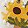 Yellow Green Sunflower