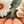 Orange Pumpkins