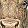 Cattle Floral Border