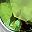 August Peridot