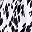 White Leopard