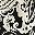 Black Pretty Paisley
