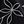 Foliage Black White