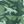 Green Dino