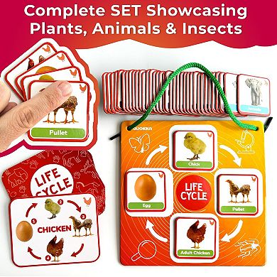 QUOKKA 30 Flashcards and 120 Cards Life Cycle Magnetic Kit for Kids 2-4 Years Montessori Toddler Toy