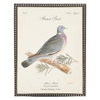Wood Pigeon in Silver-Beaded Frame