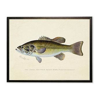Large-Mouthed Black Bass Print in Copper and Black Frame