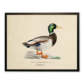 Mallard Print in Copper and Black Frame