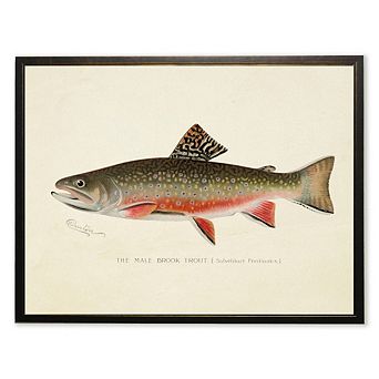 Male Brook Trout Print in Copper and Black Frame