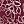 Burgundy Floral