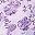 Lavender Soft Paisley
