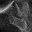 Black Gray