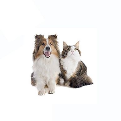 Foldable 4-Wheel Pet Stroller with Storage