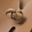 Cashew Burnished