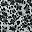 Black Leopard
