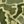 Green Dino Camo