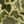 Green Dino Camo