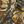 Brown Camo