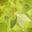 Peridot