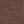 Brown Skate Trex