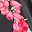 Black Floral