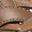 Brown Leather